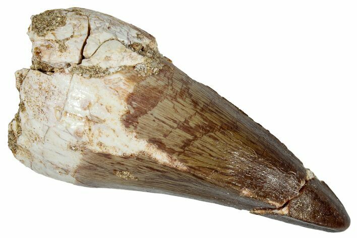 Large, Fossil Mosasaur (Prognathodon) Tooth - Morocco #261881